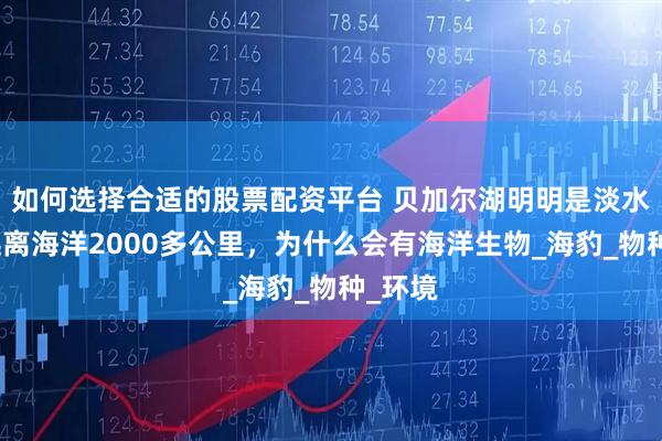 如何选择合适的股票配资平台 贝加尔湖明明是淡水湖，远离海洋2000多公里，为什么会有海洋生物_海豹_物种_环境